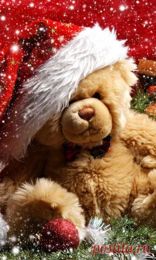 Мишка косолапый / cute bear – Google+