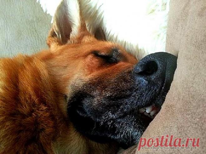 Собаки, которых внезапно сморил сон…