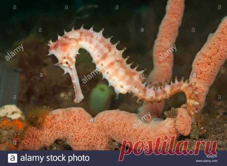 caballito de mar: 11 тыс изображений найдено в Яндекс.Картинках