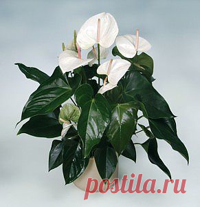 Антуриум в домашних условиях