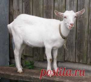Советы по содержанию и разведению домашних коз