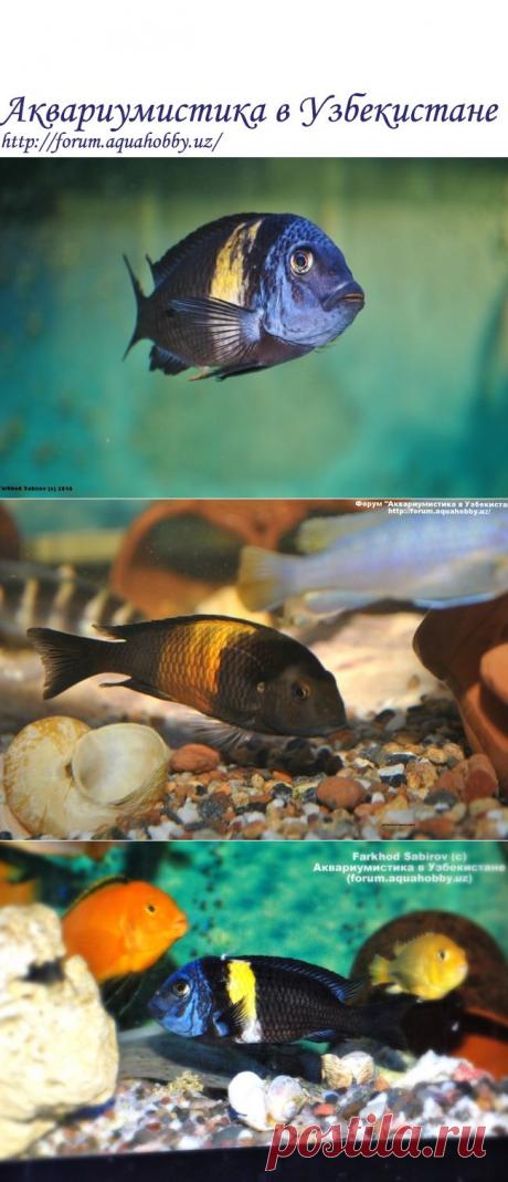 10 подсказок по успешному содержанию Трофеусов - Африка - Аквариумистика в Узбекистане