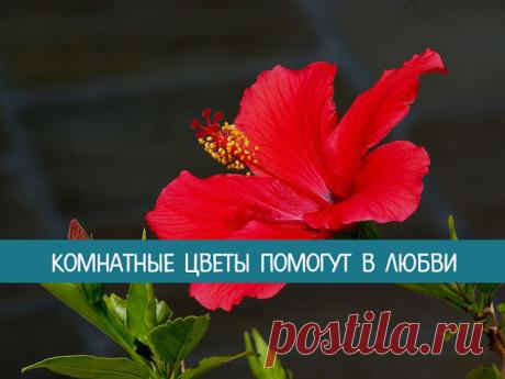 Комнатные цветы помогут в любви - Эзотерика и самопознание