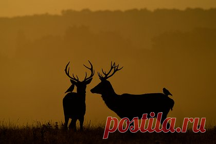 Выявлен механизм регенерации костей у людей за счет клеток оленьих рогов. Команда китайских ученых выявила механизм регенерации костей у людей за счет клеток оленьих рогов. В результате исследования на черепах подопытных мышей появились похожие на рога костные хрящевые образования, которые были получены не из родных тканей, а полностью из трансплантированных стволовых клеток.