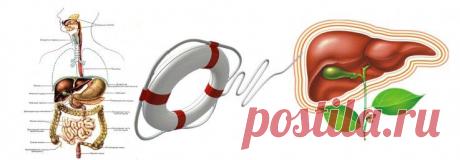 О пищеварении и самаритянке-печени | Квинтэссенция Здоровья