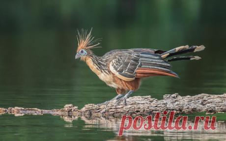 Гоацин: Самая вонючая и отвратительная птица | Книга животных | Пульс Mail.ru Дорогие наши постоянные читатели, непостоянные читатели, переменчивые читатели и просто заглянувшие на огонек, отгадайте загадку: очень вонючее,...