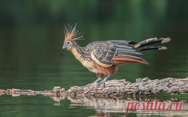 Гоацин: Самая вонючая и отвратительная птица | Книга животных | Пульс Mail.ru Дорогие наши постоянные читатели, непостоянные читатели, переменчивые читатели и просто заглянувшие на огонек, отгадайте загадку: очень вонючее,...