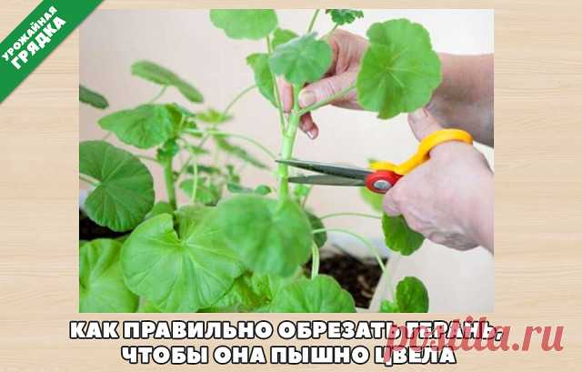 Как правильно обрезать герань, чтобы она пышно росла.
