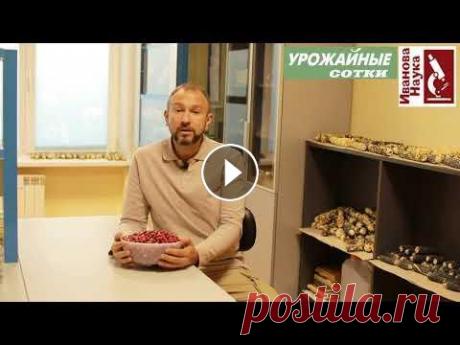 Клюква - опасный яд, если готовить ее таким способом.  Обезопасьте себя и своих детей. Клюква - очень полезная ягода, наполненная множеством полезных веществ. Однако, она может стать источником опасных токсинов. стоит лишь ее приготовить...