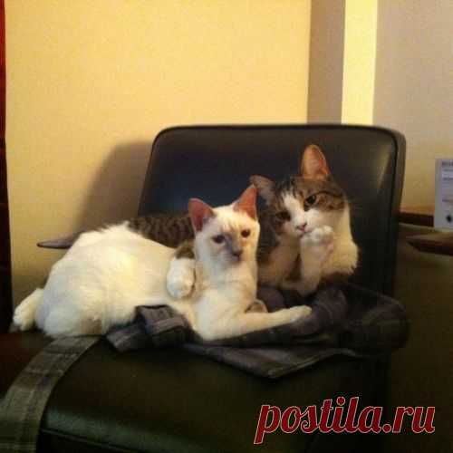 100 самых важных котофотографий всех времен