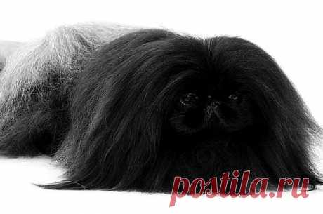 питомник WILFREDO  мои пекинесы.