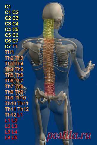 Сегменты позвоночника