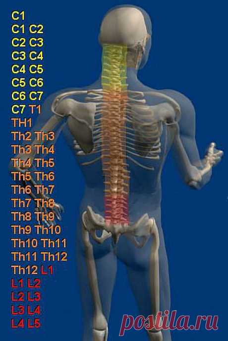Сегменты позвоночника