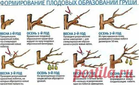 Посадка и уход за грушей. Сорта и болезни груши.