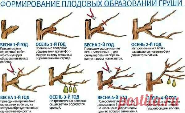 Посадка и уход за грушей. Сорта и болезни груши.