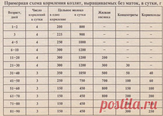 Выращивание козлят + схема кормления козлят
