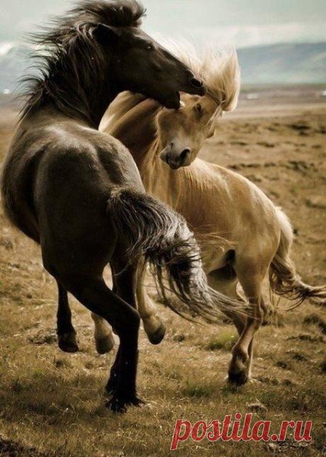 ♥ ЖИВОТНЫЕ ♥ ПРИРОДА ♥
