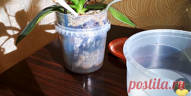 Плесень в горшках с цветами и рассадой снизойдёт на нет. Спасаем свои любимые растения | Дача деда Егора | Дзен