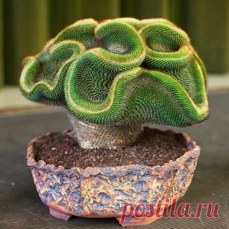 Этот кактус на самом деле мутация нормальной форме Austrocylindropuntia subulata (игла Евы). Эти мутации часто называют Cri ... | Pinteres ...