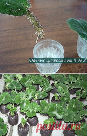 (72) Одноклассники