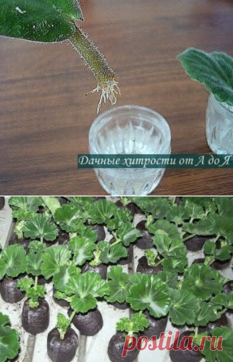 (72) Одноклассники