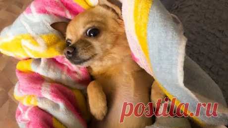 Чихуахуа после купания // SWIMMING CHIHUAHUA