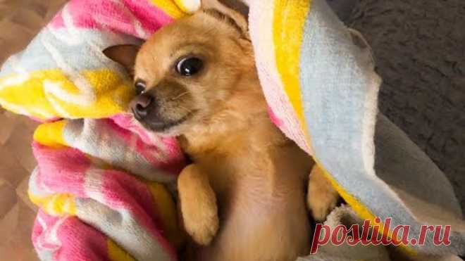 Чихуахуа после купания // SWIMMING CHIHUAHUA