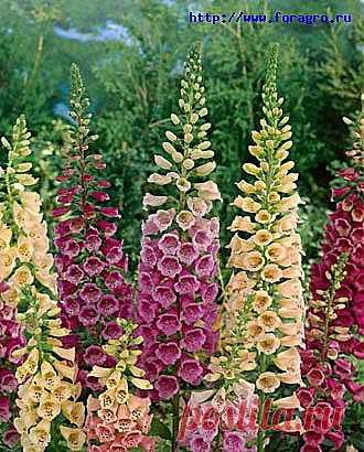 Легенды Цветочного гороскопа. Наперстянка (21 марта — 31 марта)