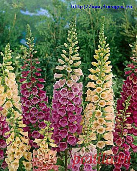 Легенды Цветочного гороскопа. Наперстянка (21 марта — 31 марта)