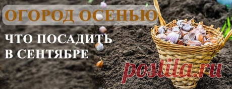 Что посадить в сентябре на даче, огороде и в саду