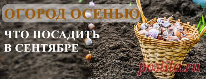 Что посадить в сентябре на даче, огороде и в саду