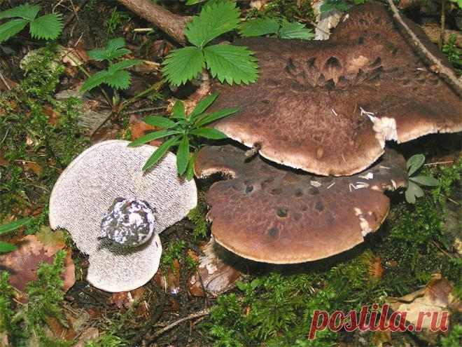 Ежовики: описание и приготовление ежовиков желтого и пестрого