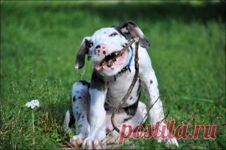 Забавный пес корчит смешные гримасы (10 фото) | Чёрт побери