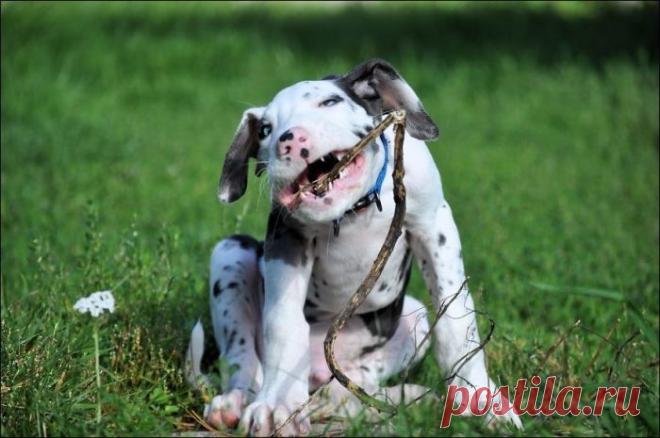 Забавный пес корчит смешные гримасы (10 фото) | Чёрт побери