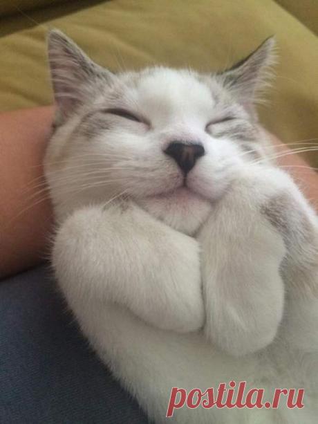 Эти очаровательные котики поднимут вам настроение!