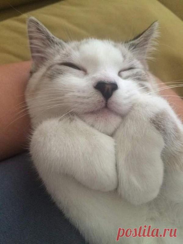 Эти очаровательные котики поднимут вам настроение!