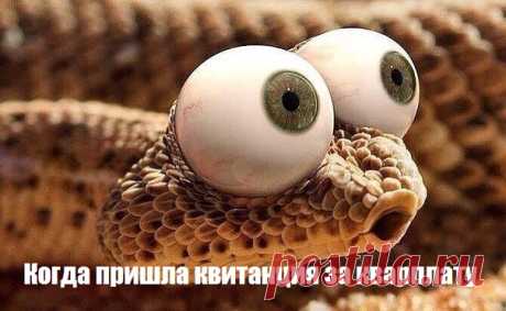 Картинки с подписями и без - ЯПлакалъ