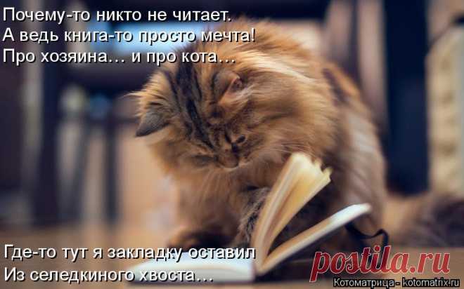 Котоматрица: Случайные котоматрицы