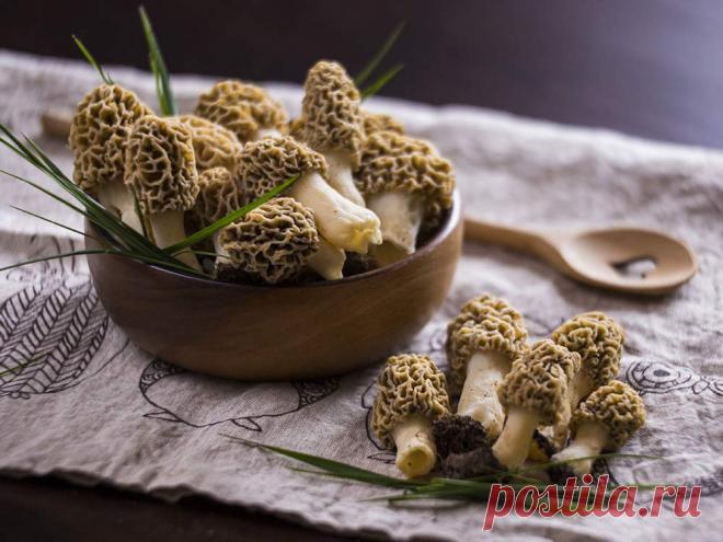 Весна наступила, самое время идти по грибы: что собирать в лесу в апреле Мнение о том, что грибы можно собирать только в конце лета и с наступлением осени — в корне не верно. Середина весны также подходит для подобных мероприятий, ведь в лесах появляются сморчки и строчки.…