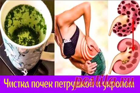 Чистка почек петрушкой и укропом | Полезные советы