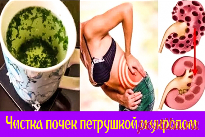 Чистка почек петрушкой и укропом | Полезные советы