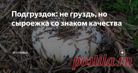 Подгруздок: не груздь, но сыроежка со знаком качества ...а также самый недооцененный гриб нашего леса.