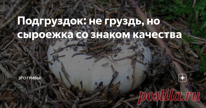 Подгруздок: не груздь, но сыроежка со знаком качества ...а также самый недооцененный гриб нашего леса.