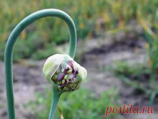 Как определить, что чеснок пора выкапывать? Расскажу о верных признаках… | Наша Дача | Яндекс Дзен