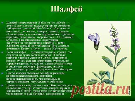 Шалфей - лечебные свойства