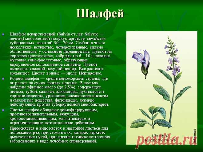 Шалфей - лечебные свойства