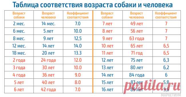 Таблицы соответствия возрастов собак, кошек и людей