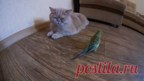 Попугай болтает с котом! Привет, как дела?