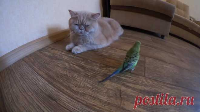 Попугай болтает с котом! Привет, как дела?