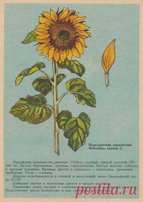 Подсолнечник однолетний